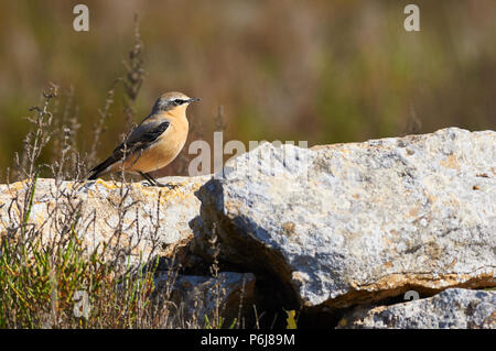 Orecchio del Nord (Oenanthe enanthe) Riposando su un muro di pietra in Can Marroig palude Parco Naturale di Ses Salines (Formentera,Isole Baleari,Spagna) Foto Stock