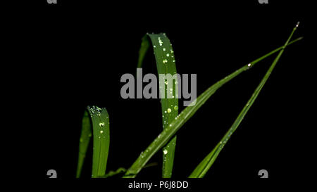 Gocce di acqua su foglie di erba Foto Stock