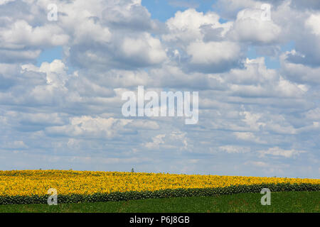 Novi Sad,Serbia 28.06.2018 i campi di girasole in Vojvodina photo Nenad Mihajlovic Foto Stock