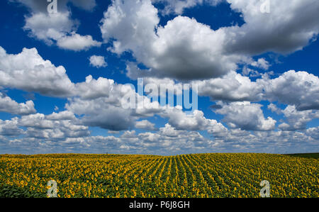 Novi Sad,Serbia 28.06.2018 i campi di girasole in Vojvodina photo Nenad Mihajlovic Foto Stock