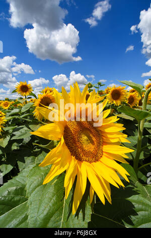 Novi Sad,Serbia 28.06.2018 i campi di girasole in Vojvodina photo Nenad Mihajlovic Foto Stock