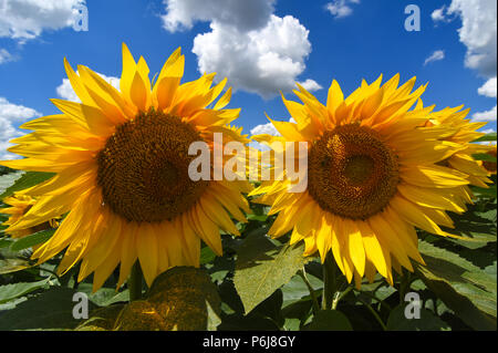 Novi Sad,Serbia 28.06.2018 i campi di girasole in Vojvodina photo Nenad Mihajlovic Foto Stock