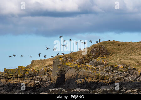 Barnacle goose (Branta leucopsis), Isola di Skye in Scozia, Regno Unito Foto Stock
