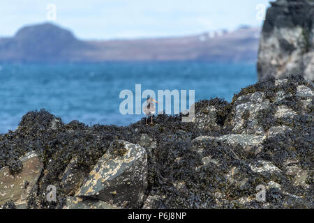 Magellanic oystercatcher (Haematopus leucopodus) su una roccia , Isola di Skye in Scozia, Regno Unito Foto Stock
