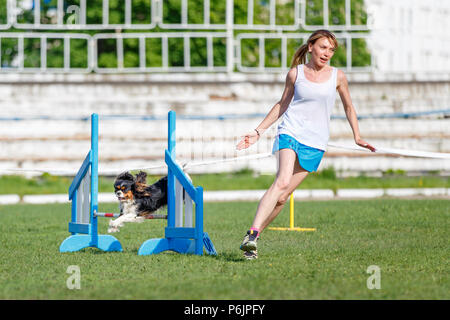 Cavalier King Charles Spaniel saltando ostacoli con la giovane ragazza del gestore in agilità del cane la concorrenza Foto Stock