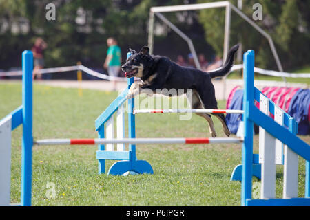 Funny dog saltando ostacoli a concorrenza di agilità Foto Stock