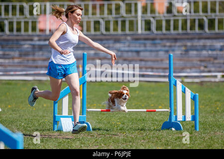 Un cane di piccola taglia con il gestore saltando ostacoli a concorrenza di agilità Foto Stock