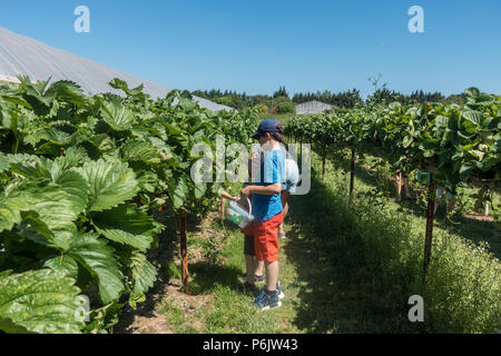 Una madre e figli di fragole di prelievo su una scegliere la vostra azienda frutticola. Foto Stock