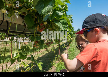 Una madre e figlio pick le fragole in un scegliere la vostra azienda frutticola. Foto Stock