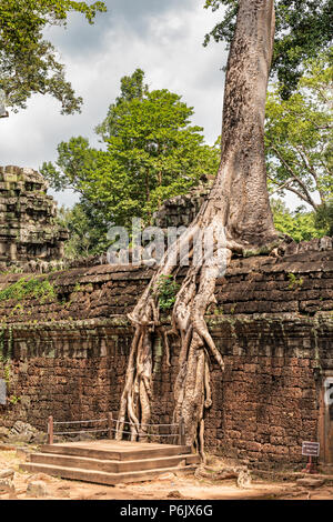 Ta Prohm le rovine di templi ricoperta con alberi a Angkor, Siem Reap , Cambogia, costruito verso la fine del XII e inizio del XIII secolo.it è stata fondata da Khm Foto Stock