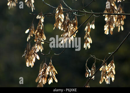 Albero di acero di semi appesi ai rami Foto Stock