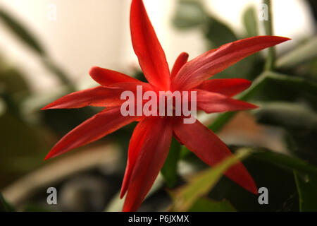 Close up Orchid Cactus' Fiore Foto Stock