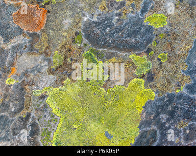 Mappa lichen su una roccia come un disegno astratto Foto Stock