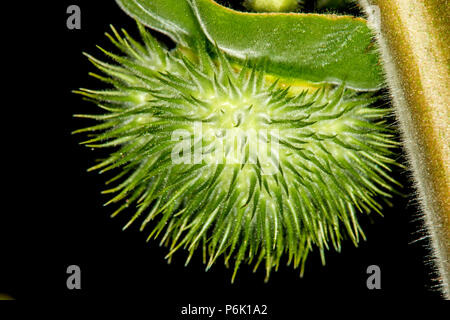 Toloache, pricklyburr, famoso santo, pianta spinosa apple Foto Stock