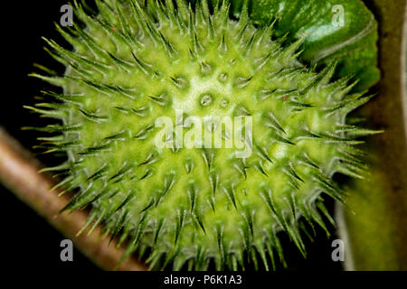 Toloache, pricklyburr, famoso santo, pianta spinosa apple Foto Stock