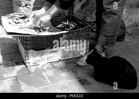 B&W close up del gatto nero seduto a guardare longingly come uomo visto le ginocchia verso il basso dispone soltanto di pesce fresco in vendita sulla cassa in street, Essaouira, Marocco Foto Stock