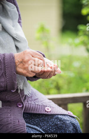 Soldi, monete, la nonna in materia di pensioni e di un concetto di un soggiorno minimo - nelle mani della vecchia donna non è abbastanza soldi. Foto Stock