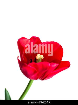 Fresco rosso vibrante tulip singolo isolato contro uno sfondo bianco Foto Stock