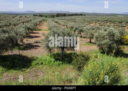 Olivos, Sierra de los Golondrinos, Estremadura, Spagna, Europa. Foto Stock