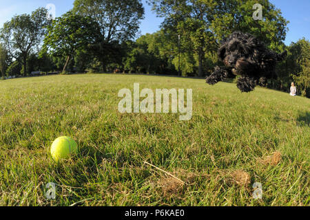 Un cane pounces su una sfera in estate Foto Stock