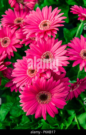 Gerbera Daisy pianta con fiori di colore rosa in fiore Foto Stock