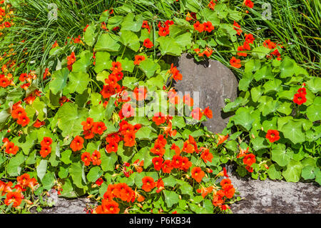 Gruppo di red Nasturtium fioriture dei fiori nel giardino Foto Stock