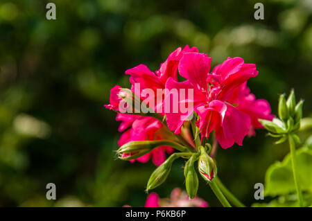 Rosso geranio fiore in piena fioritura di colore rosso petali di fiori e boccioli di colore verde Foto Stock