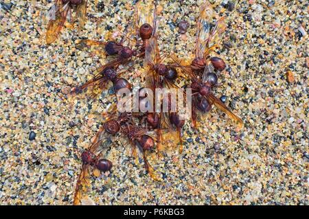 Maschio alato Drone Leafcutter formiche, macro vista ravvicinata, morendo sulla spiaggia dopo il volo di accoppiamento con la regina in Puerto Vallarta Messico. Nome scientifico atta Foto Stock