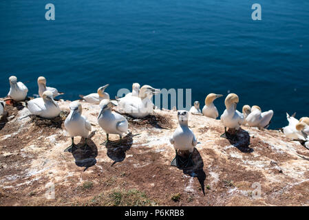 Close-up di northern sule nidificazione sulla scogliera sull isola di Helgoland Isola contro il mare blu Foto Stock