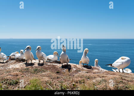 Close-up di northern sule nidificazione sulla scogliera sull isola di Helgoland Isola contro il mare blu Foto Stock