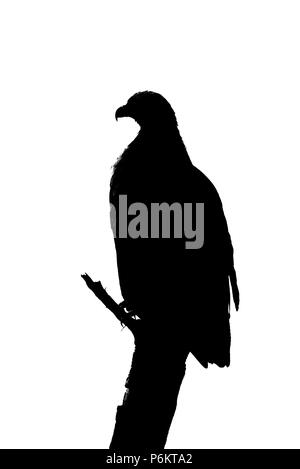 Silhouette di tawny eagle sul ramo morto Foto Stock