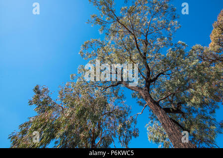 Guardando fino al baldacchino di un Mugga Ironbark o Red Ironbark albero (Eucalyptus sideroxylon), un nativo dell'Australia orientale Foto Stock