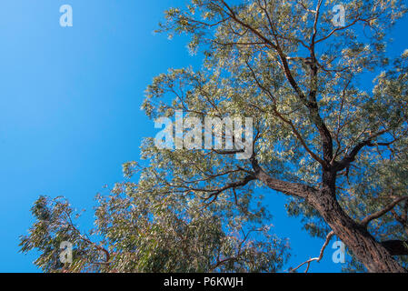 Guardando fino al baldacchino di un Mugga Ironbark o Red Ironbark albero (Eucalyptus sideroxylon), un nativo dell'Australia orientale Foto Stock