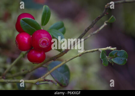 Bacche rosse di mirtilli rossi in tarda estate presso la regione di Sumy in Ucraina dwarf Foto Stock