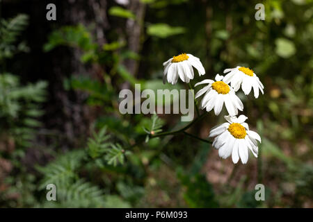 Piuttosto piccoli fiori bianchi camomilla di piretro cinerariifolium. Organici di repellente per insetti. Foto Stock