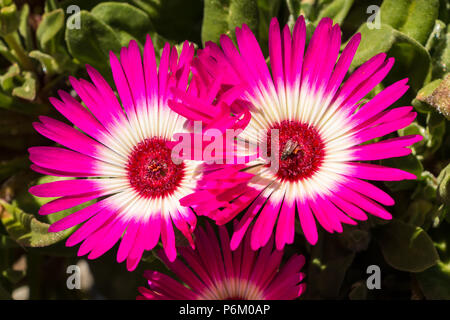 Due profondi rosa e bianco (Mesembryanthemum Livingstone Daisy) fiori closeup nella luce del sole Foto Stock