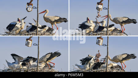 29 giugno 2018, Falkenhagen, Germania: quattro-parte combo immagine mostra in senso orario di alimentazione con un secchio pieno di pesce a un bianco-stork famiglia con cinque volte la progenie. In anni recenti è accaduto di nuovo e di nuovo che la prole per la mancanza di cibo non era sopravvissuto. Per tre anni, Matthias Arndt ha costruito un dispositivo per supportare le cicogne bianche nel loro allevamento di giovani cicogne. Su un 9 metro di lunghezza asta, un piccolo cucchiaio è attaccato con una fune. Due volte al giorno, frantumato i pesci sono ribaltati in il nido con questa costruzione. Ogni volta che la benna è atteso dalla progenie e l'animale riproduttore Foto Stock