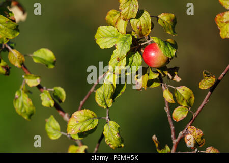 Il granchio mele; frutti; Cornovaglia; Regno Unito Foto Stock