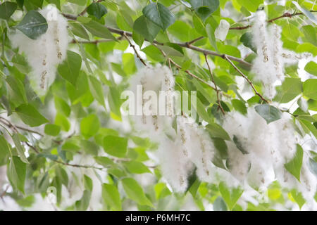 Topolinny giù, semi, appeso in fasci di grappoli di tra le foglie sui rami di un albero. Foto Stock