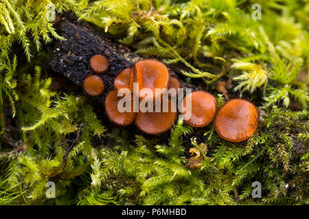 Fungo di ciglia; Scutellinia scutellata; Cornovaglia; Regno Unito Foto Stock