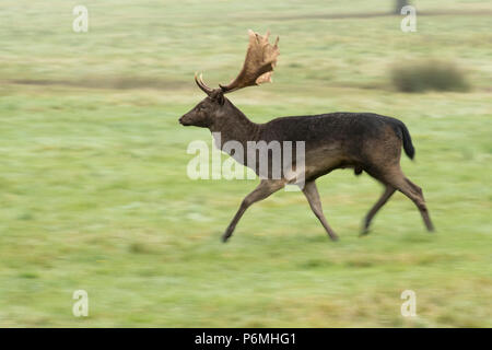 Daini; Dama Dama Single Buck Londra a piedi; Regno Unito Foto Stock