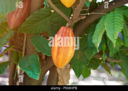 Il cacao frutticolo. Close-up di coloratissimi cacao Cialde Foto Stock