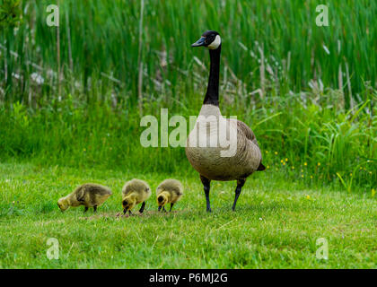 Canada Goose e goslings. Foto Stock