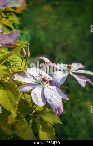 Bellissimo sfondo con fiori di colore rosa di grandi dimensioni la clematide in una giornata di sole. Copia dello spazio. Close-up. Foto Stock