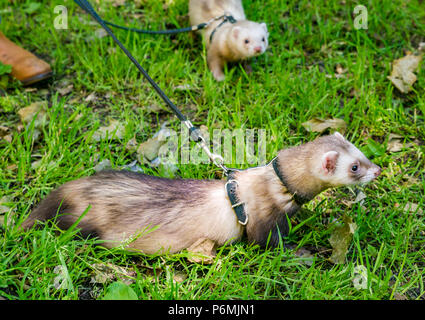 Furetti, Mustela putorius furo, su una derivazione di essere prese in considerazione per una passeggiata, Scotland, Regno Unito Foto Stock