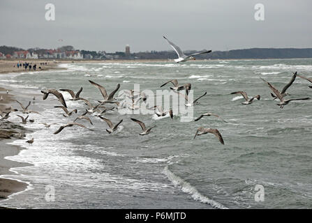 Warnemuende, Moewen in volo sopra il Mar Baltico Foto Stock