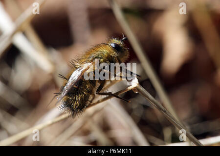 Hovmantorp, Svezia, hoverfly camuffato come un' ape Foto Stock