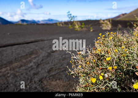 Molla a secco deserto bush con spine, fiori di colore giallo e ladybugs nel deserto vulcanico di Lanzarote, Isole Canarie, Spagna Foto Stock