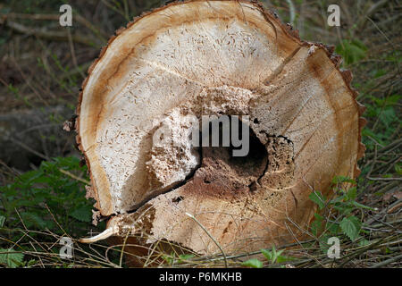 Hoppegarten, Germania - tronco di albero con il tarlo infestazione Foto Stock