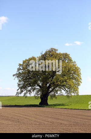 Graditz, Germania - quercia Foto Stock